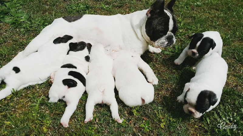 chiot Bouledogue français De Talisco